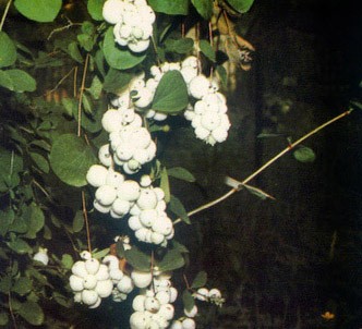 Fotografía de la planta Baya de nieve