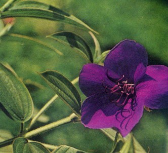 Fotografía de la planta Tibuchina