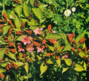 Veigelia