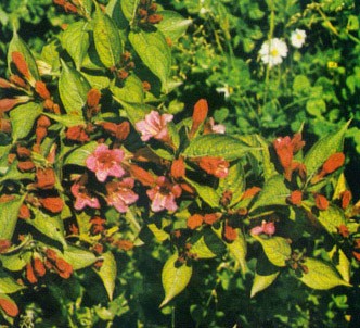 Fotografía de la planta Veigelia