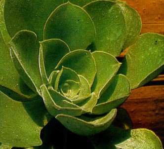 Fotografía de la planta Eonio de las canarias
