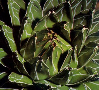 Fotografía de la planta Agave de la reina victoria