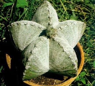 Fotografía de la planta Bonete
