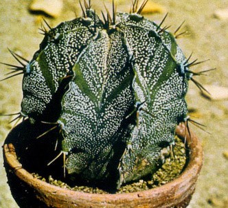 Fotografía de la planta Mitra