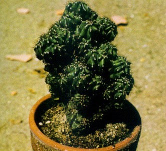 Fotografía de la planta Cardón