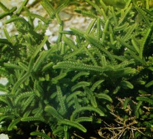 Crasula