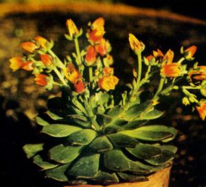 Echeveria