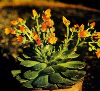 Fotografía de la planta Echeveria