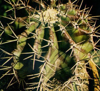 Fotografía de la planta Biznaga