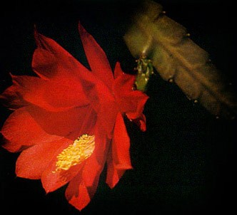 Fotografía de la planta Epifilo
