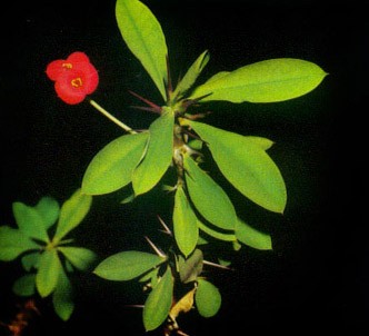 Fotografía de la planta Espina de Cristo