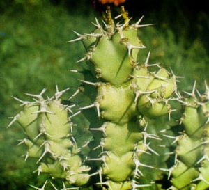 Euforbia venenosa