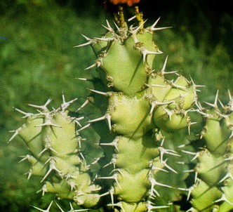 Fotografía de la planta Euforbia venenosa