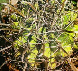 Peyote