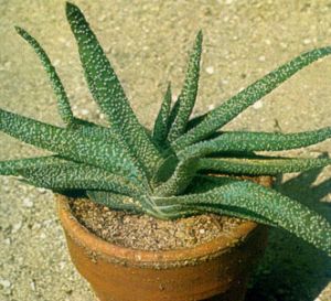 Gasteria