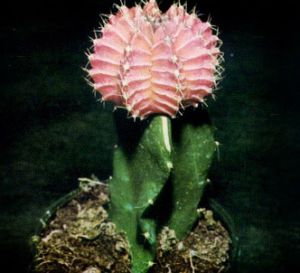 Gimnocalycium