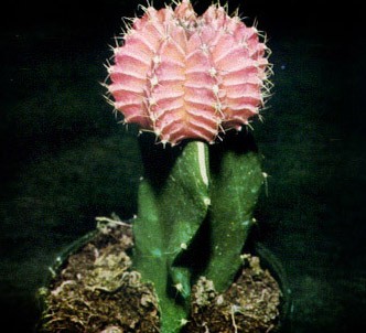 Fotografía de la planta Gimnocalycium