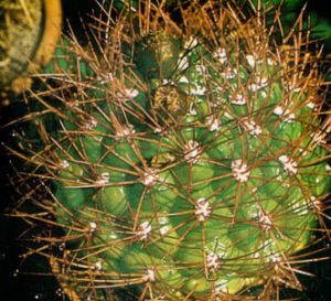 Gimnocalycium espinoso