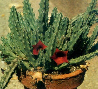 Fotografía de la planta Uernia