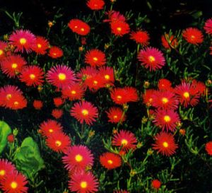 Lampranthus