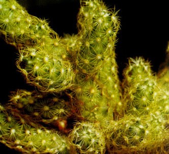 Fotografía de la planta Mamilaria alargada