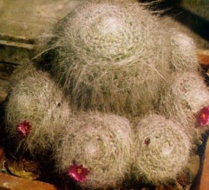 Mamilaria de espina doble