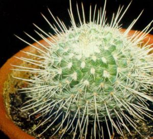 Mamilaria