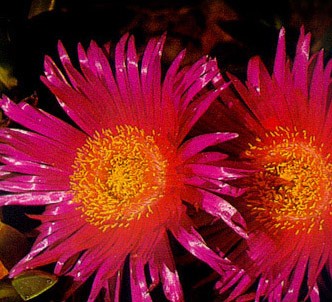 Fotografía de la planta Flor de cuchillo - Diente de dragón