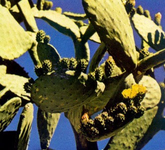 Fotografía de la planta Chumbera