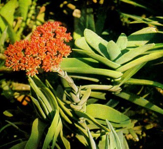 Fotografía de la planta Crasula C.