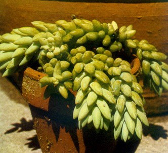 Fotografía de la planta Sedo - Uñas