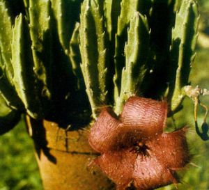 Flor del lagarto