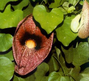 Aristoloquia
