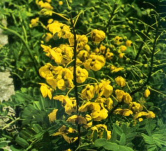 Fotografía de la planta Cesalpina