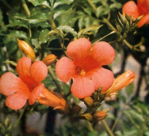 Trompeta trepadora