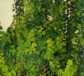 Fotografía de la planta Higuera trepadora
