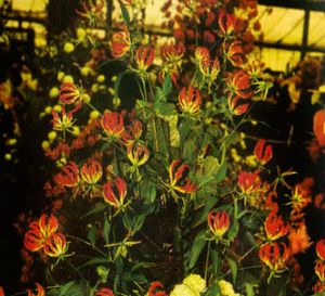 Gloriosa