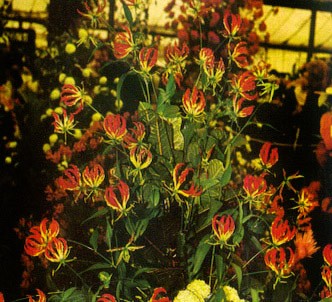 Fotografía de la planta Gloriosa