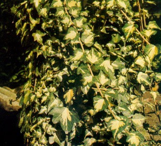 Fotografía de la planta Hiedra