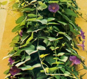 Campanillas