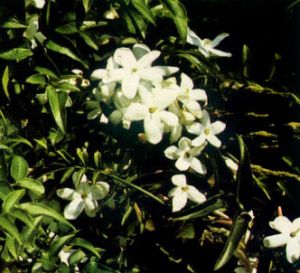 Jazmín de china