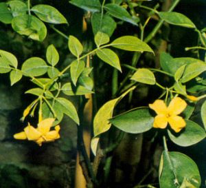 Jazmín amarillo