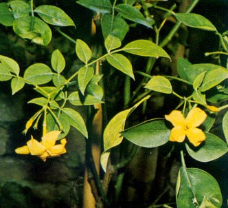 Fotografía de la planta Jazmín amarillo