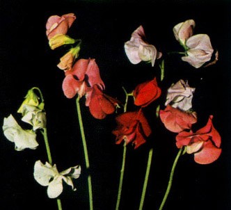 Fotografía de la planta Guisante de olor