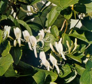 Madreselva perfoliada