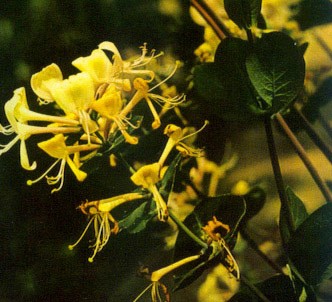 Fotografía de la planta Madreselva