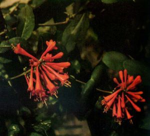 Madreselva siempreverde