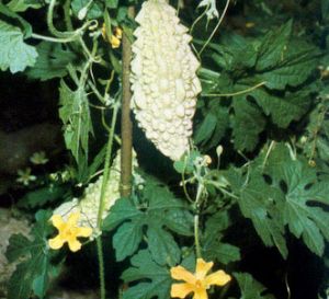 Momordica