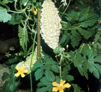 Fotografía de la planta Momordica