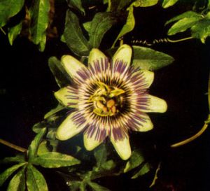 Pasionaria ó Flor de la Pasión
